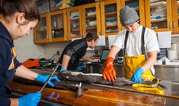 人们穿着防水装备在海洋实验室里研究鱼类